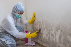 Trusted West Falmouth, MA Mold Removal Experts